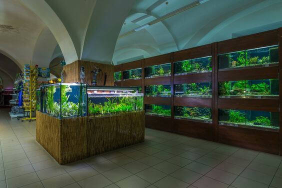Cửa hàng cá cảnh xanh luôn tạo được thiện cảm tốt