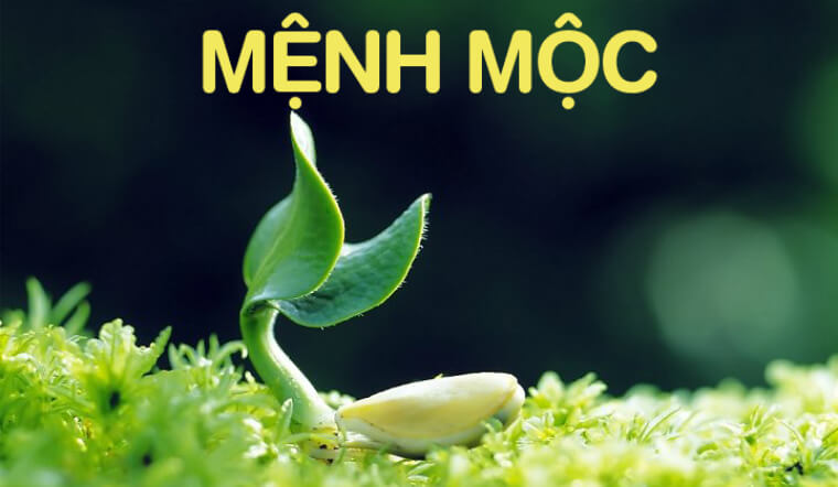 cách đặt tên shop theo mệnh mộc - Pendecor